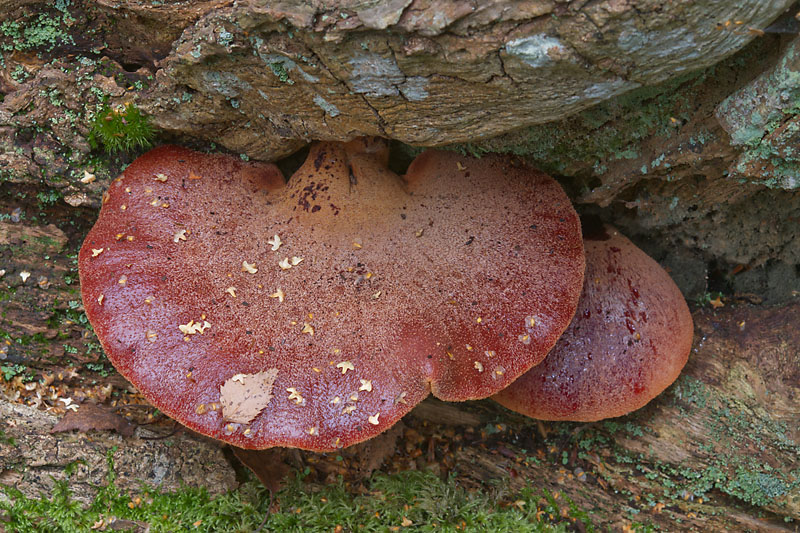 Fistulina hepatica